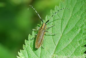 Agapanthia villosoviridescens